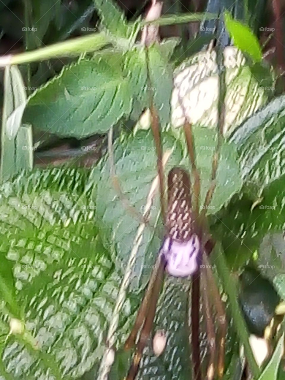 aranha pernuda