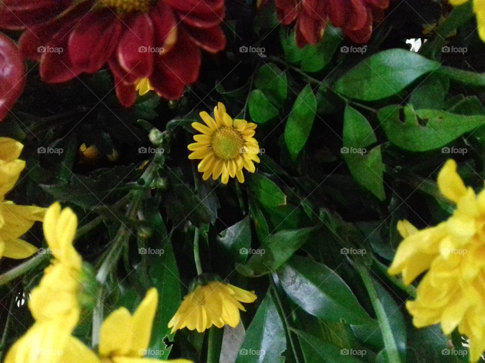santan
yellow
flower
nature