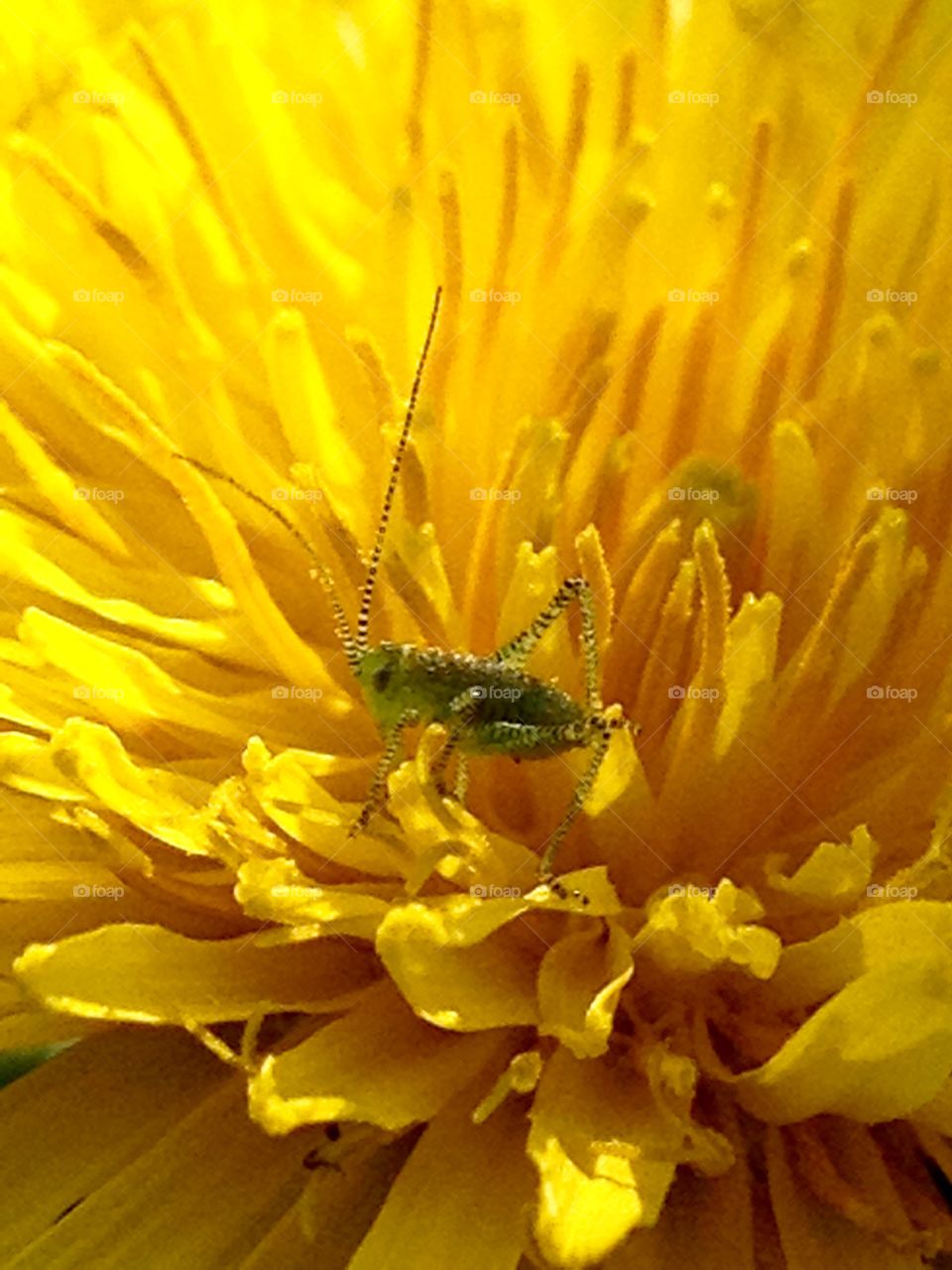 Macro..the fantasy world of bugs