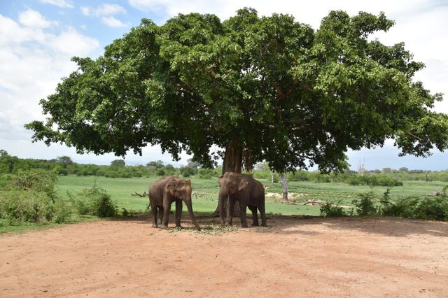 Elephants 