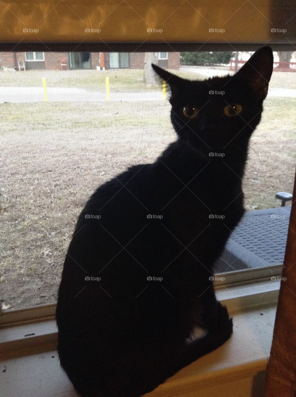 Black cat in the window 