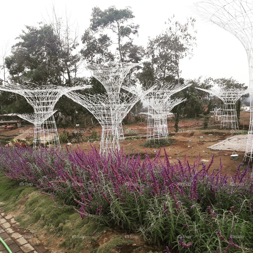 The Celosia Flower Garden at Gedongsongo street, Banyukuning, Bandungan, Semarang, Indonesia

Foto was taken on September 28, 2019