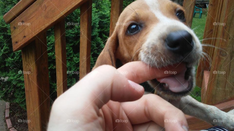 hound puppy