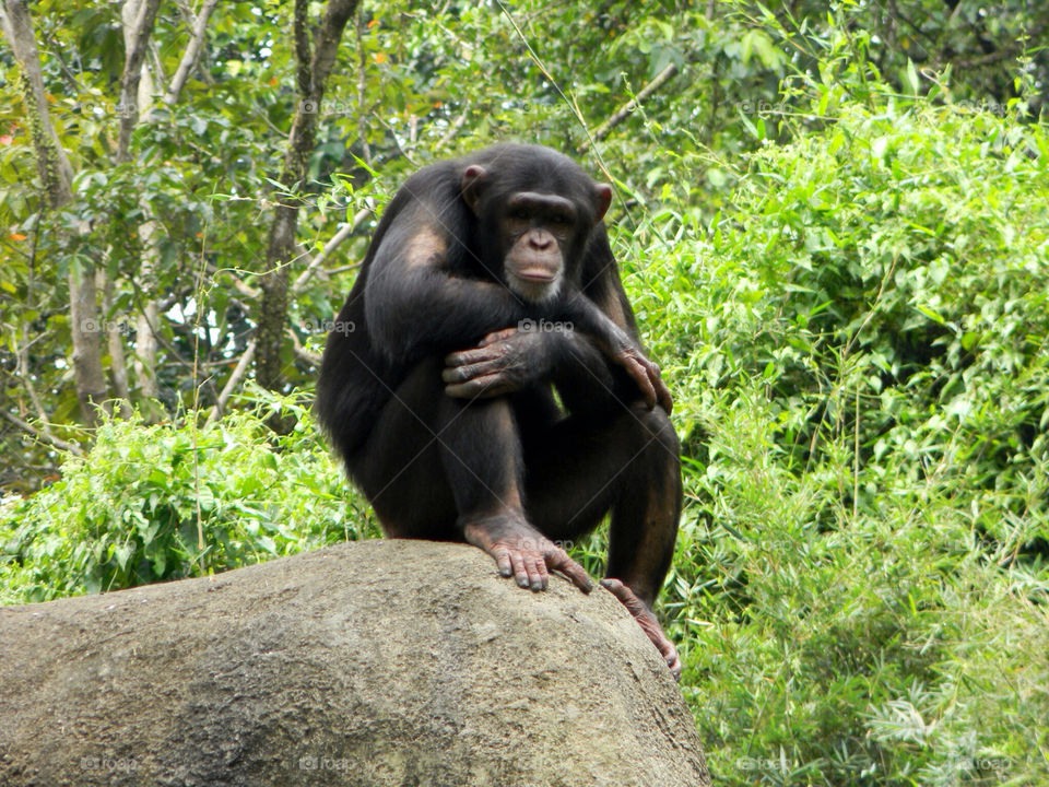 Chimpanzee