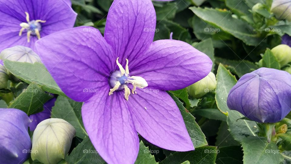 Purple flower