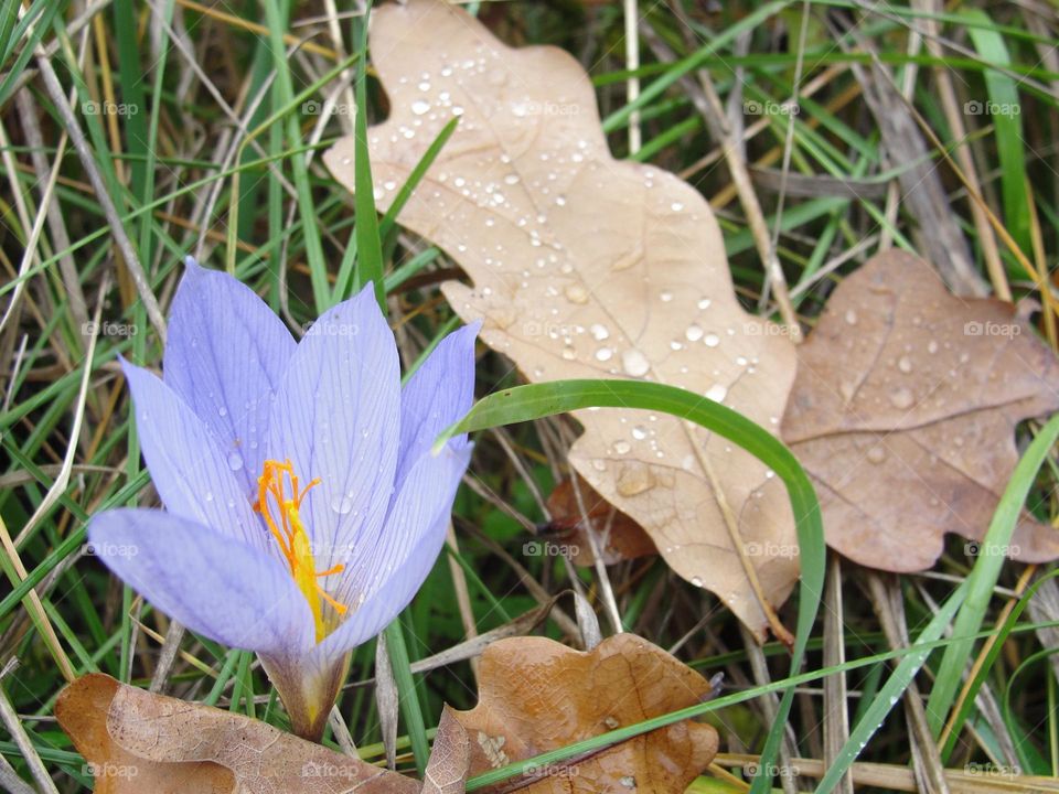 Autumn crocus after the rain