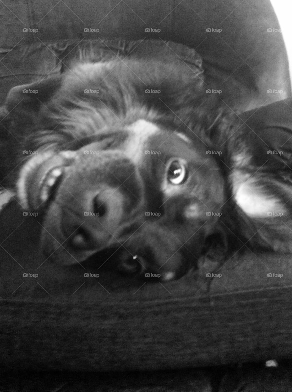 Upside down puppy
