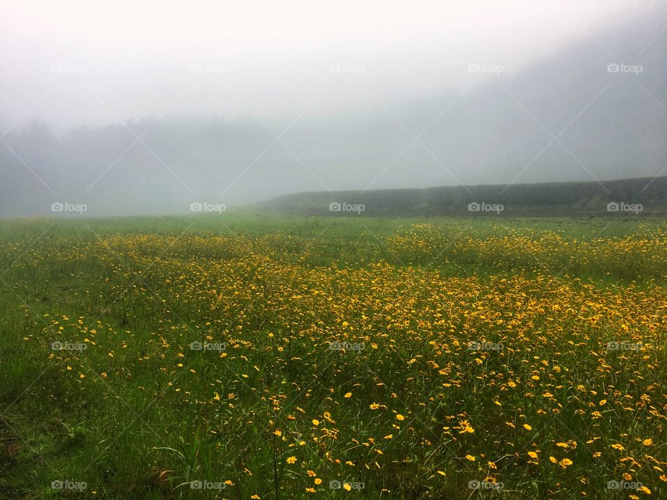 Green and yellow fields. Oh... and mystic fog 🙏🏻