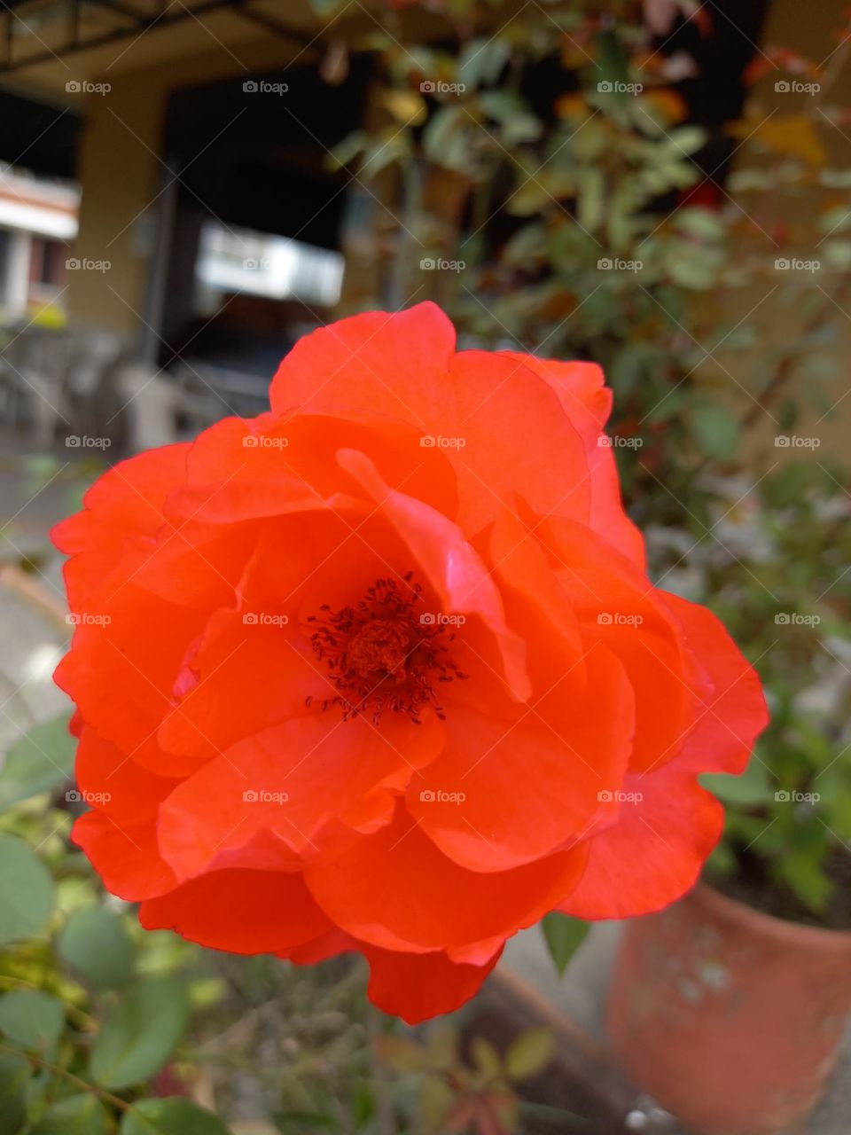 orange rose