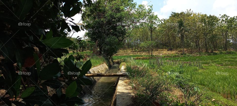 View of rice fields and surrounding hills at noon
