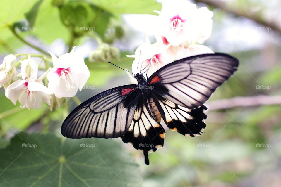 Beautiful and colourful butterfly