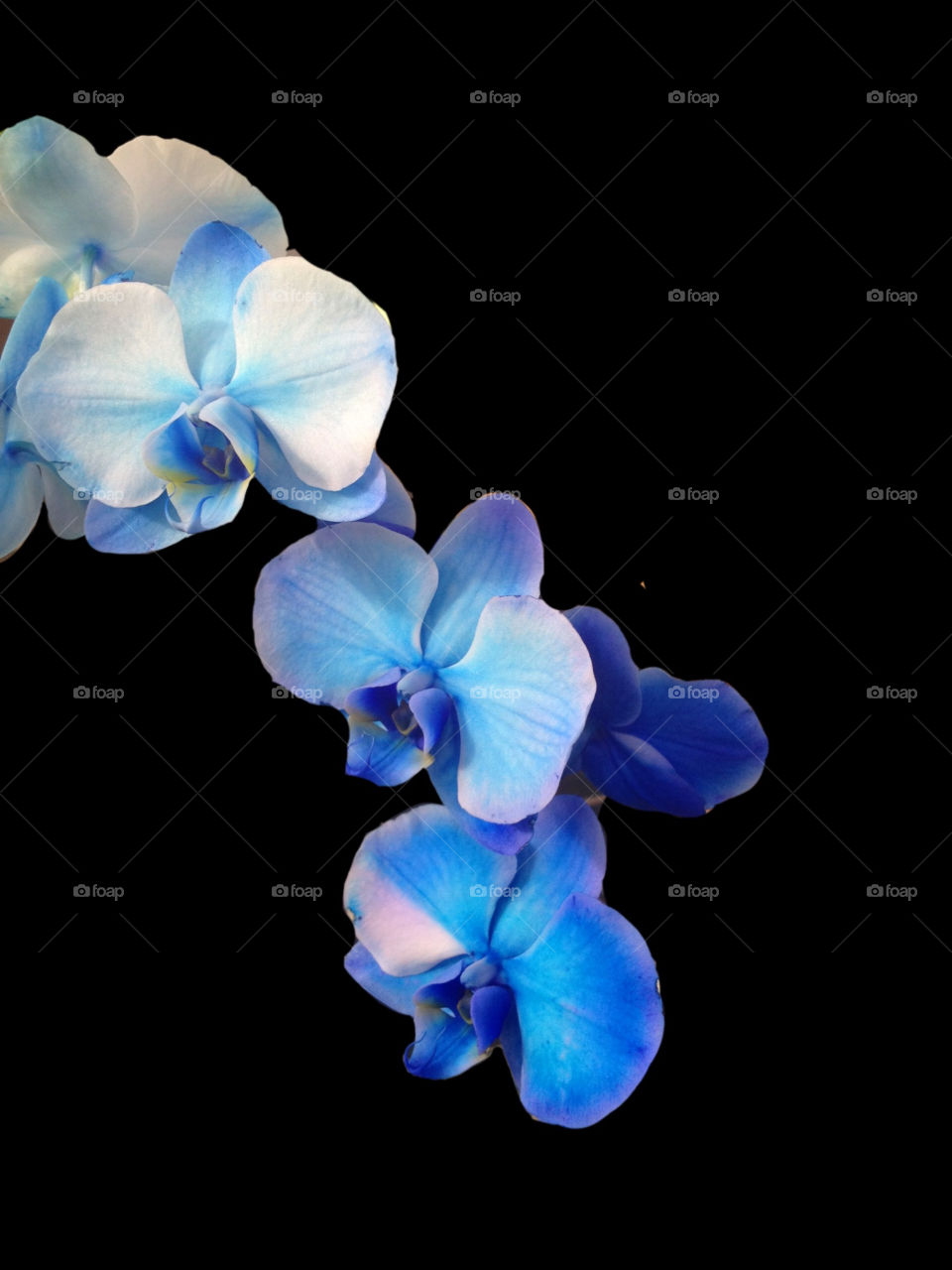 flower black blu orchidea by annalu13