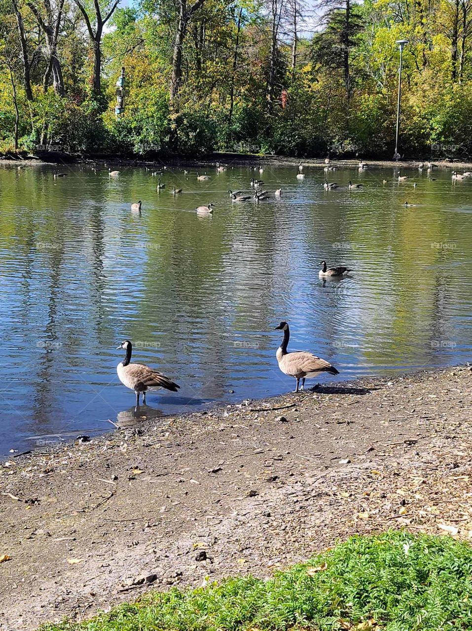 Canada geese by the lake