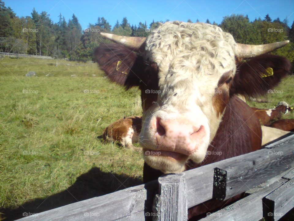 animal nose farm cow by MagnusPm