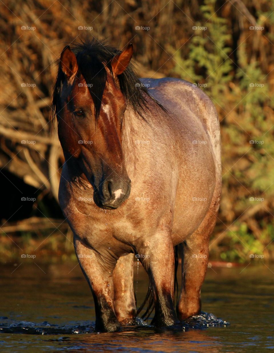 Wild Roan Stallion in River