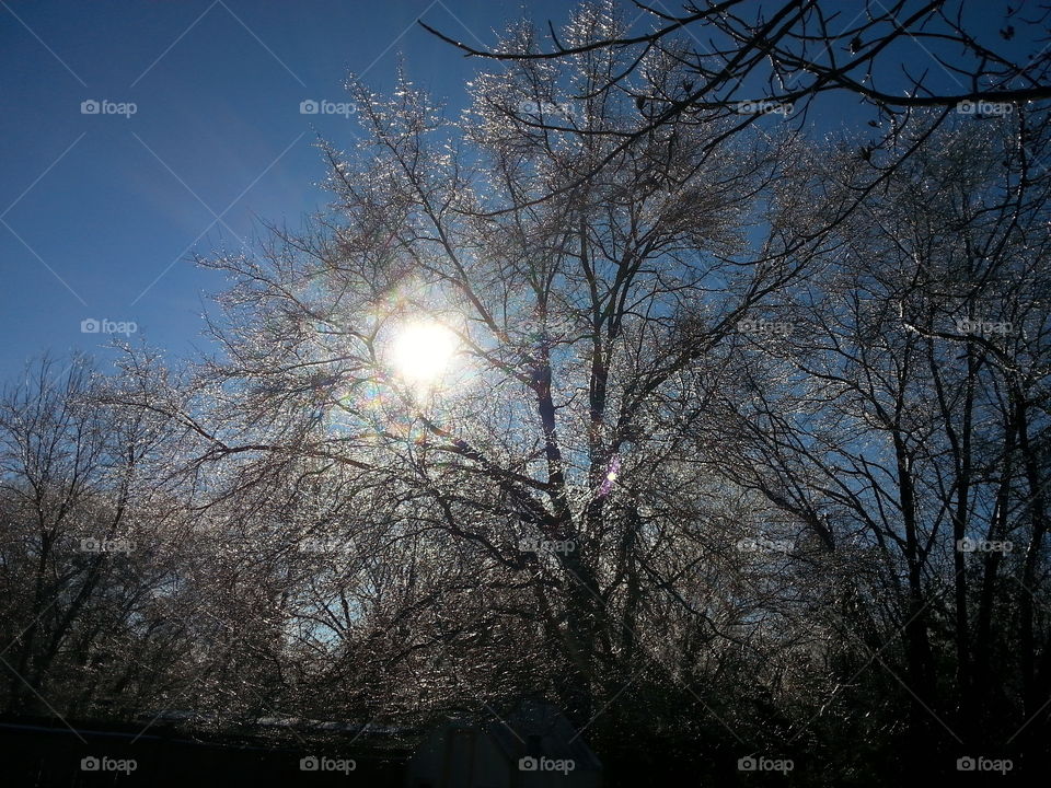 Sun glistening through the the icy tree.