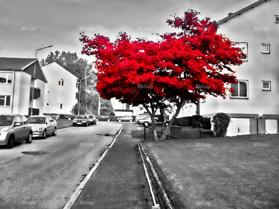 Colorsplash