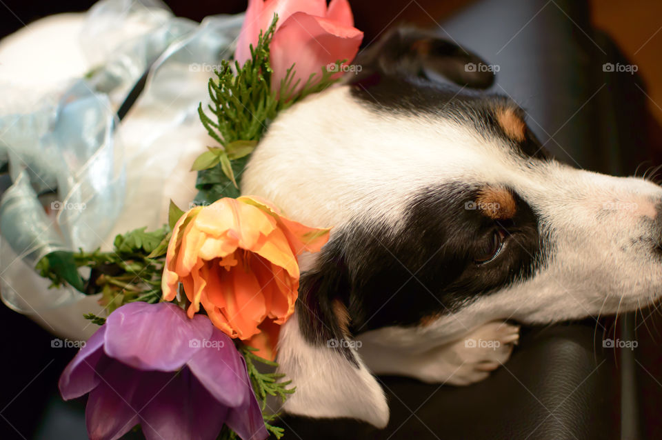 Jack Russell cute Puppy wearing a bright spring flower garland crown laying down conceptual dressing up your pets photo 