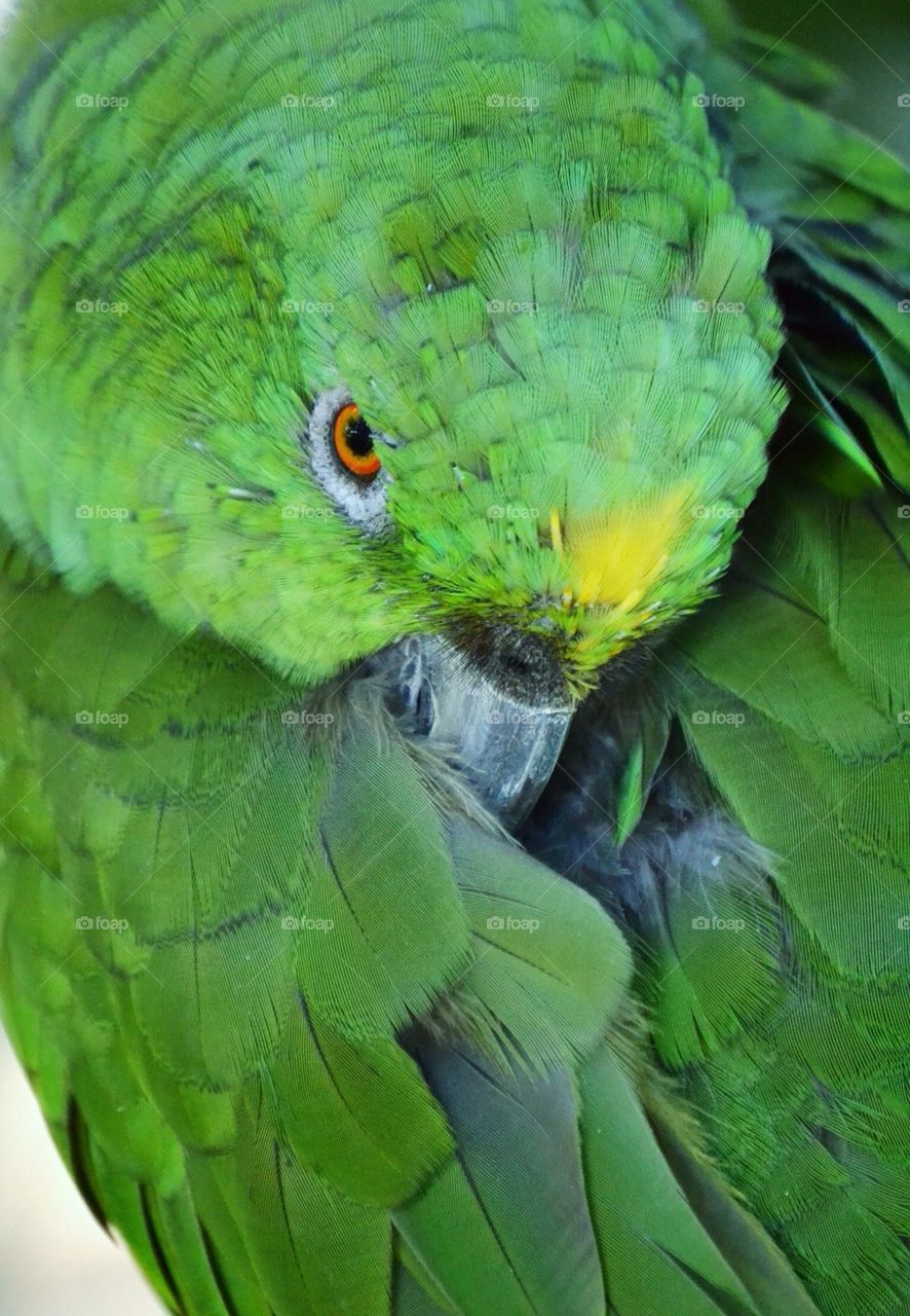 Green Parrot