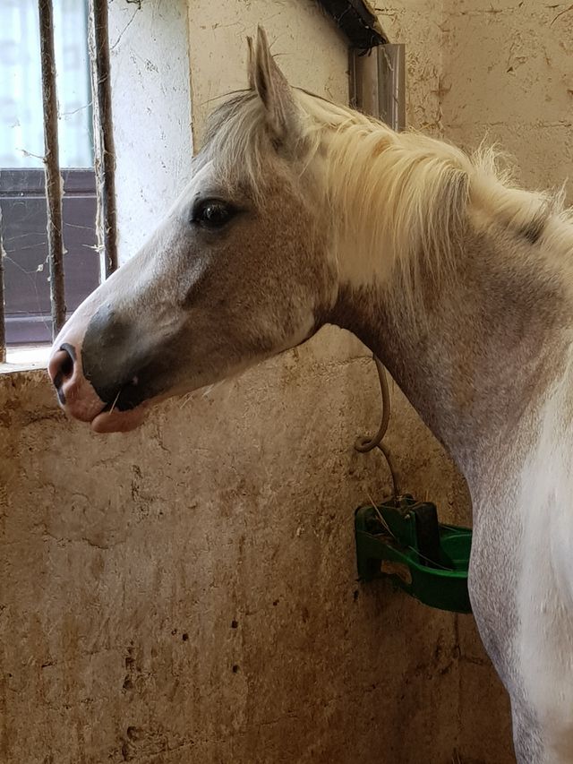 horse on his box