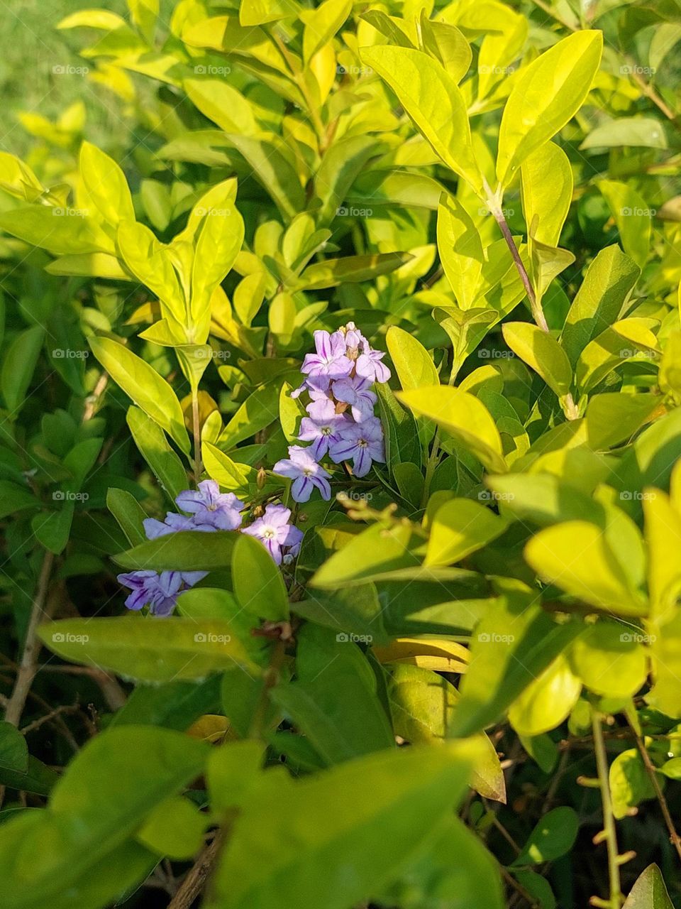 Beautiful color of duranta erecta flowers surrounded by green leaves in the garden
