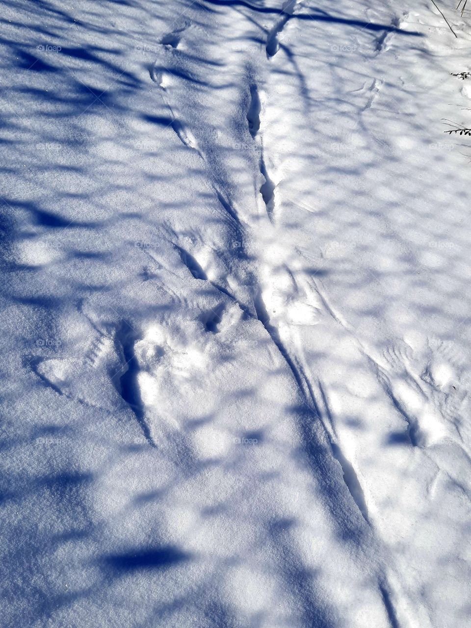 traces of a meeting of a  fox and bird (s ?) in fresh snow