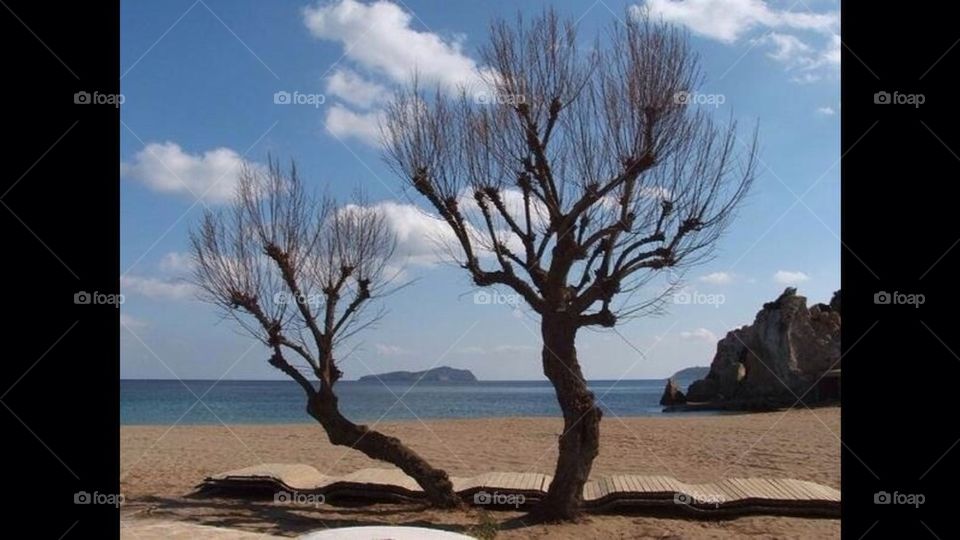 Ibiza Trees