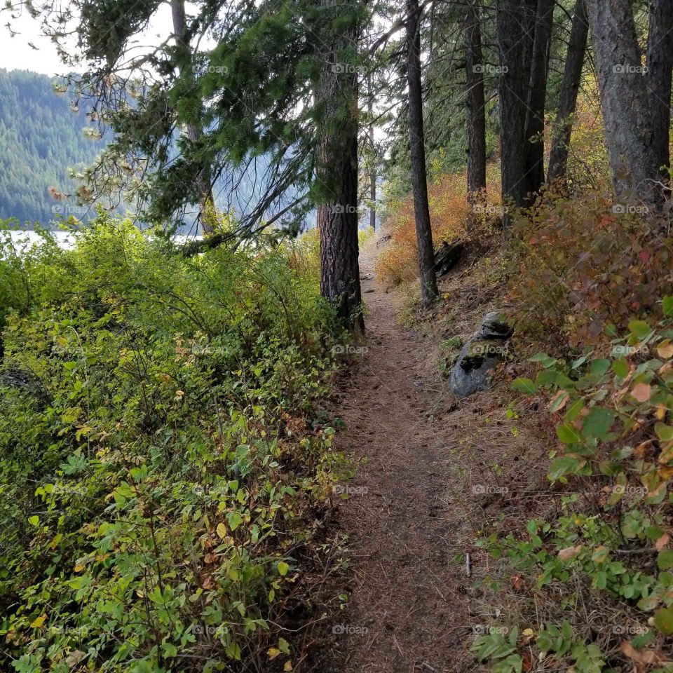 hiking trail lined with greenery and fall foliage