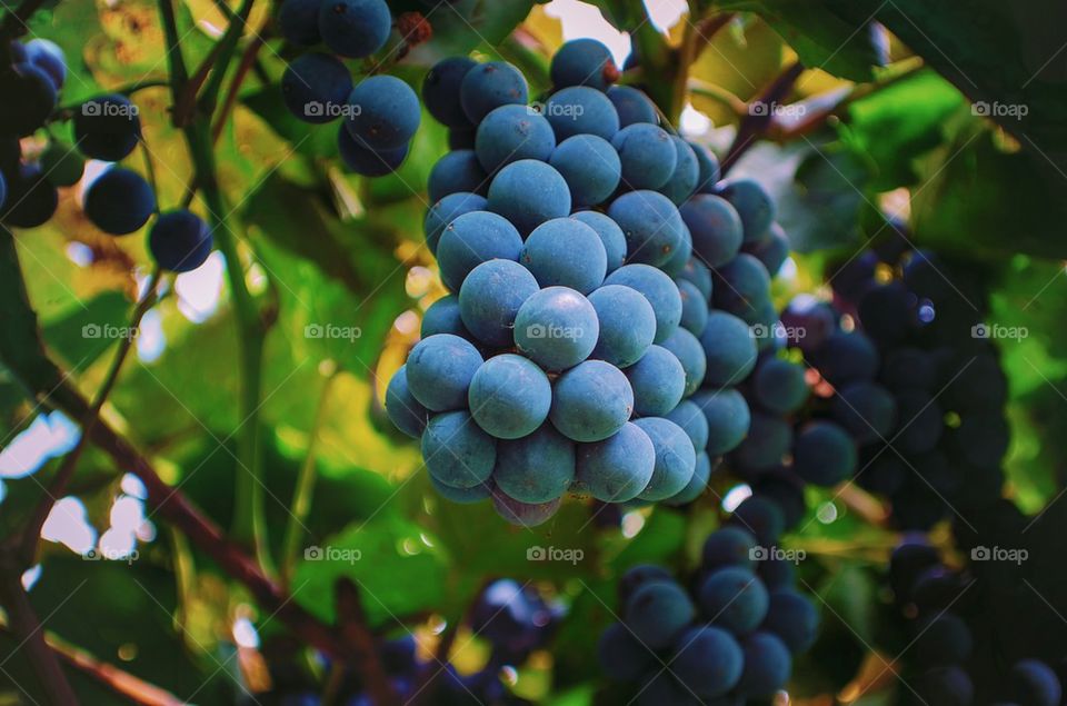 Blue Grapes