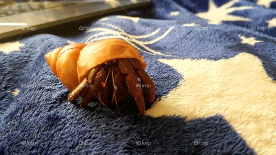 hermit crab scuttling on a bed with technology in the background