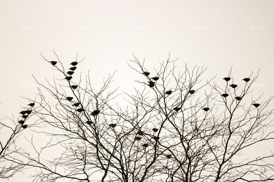 Black and white- birds perched on top of the tree. 