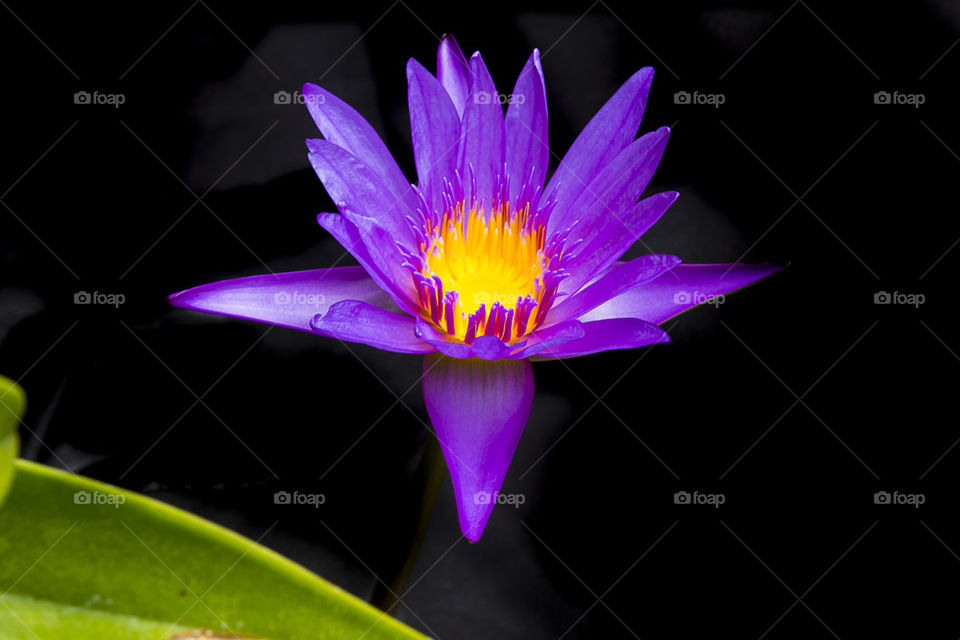 lotus