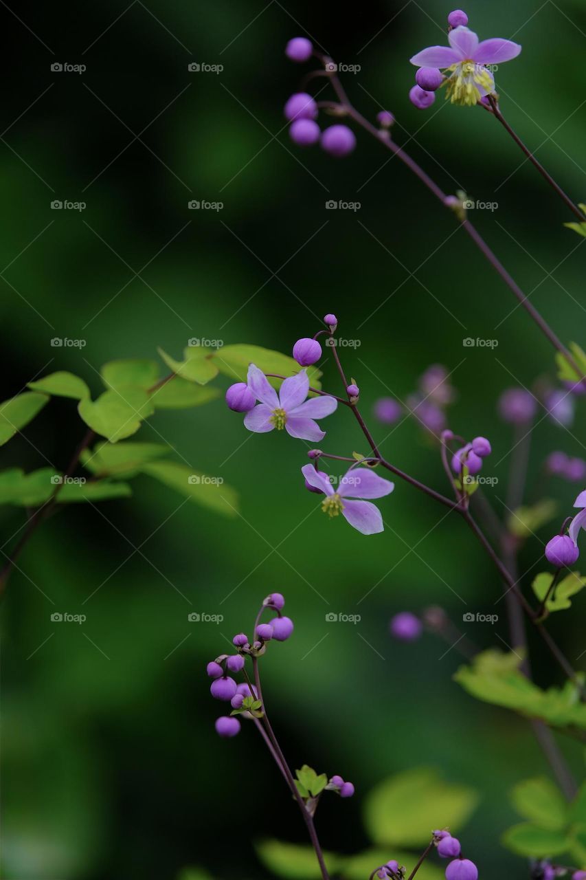Close-up of light purple flowers against green background. 