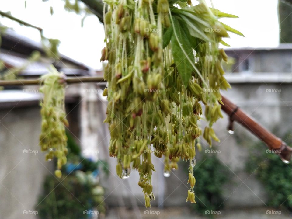 tree fruit