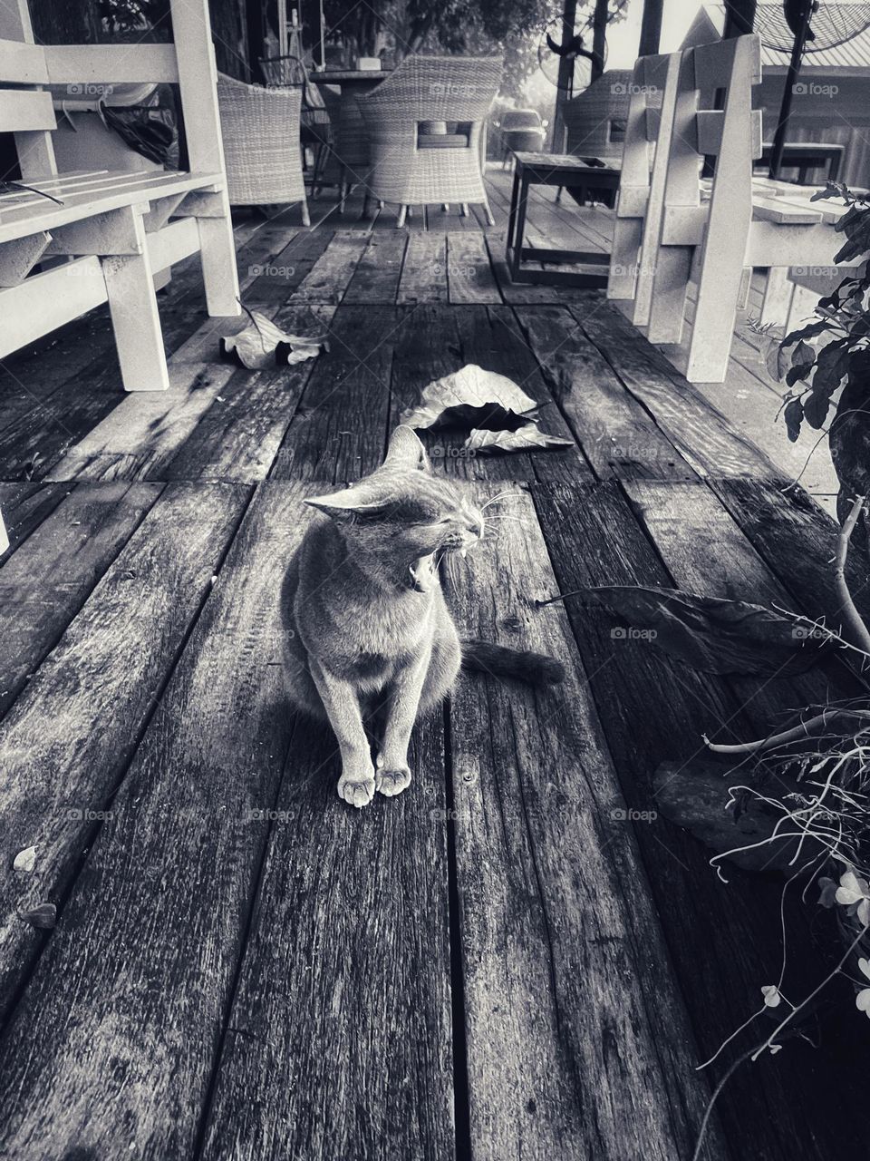 The cat sits and waits to welcome passers-by.