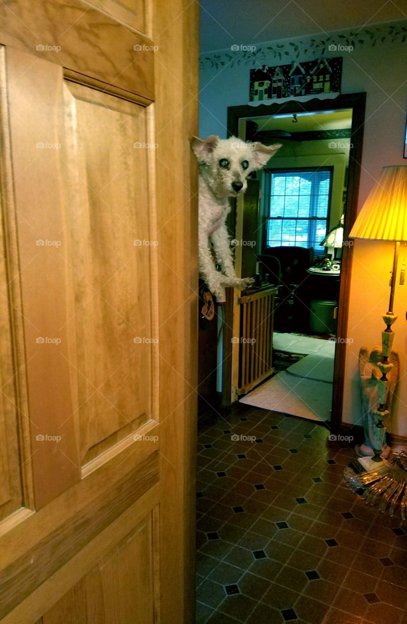 Funny Dog Picture - Dog Floating in Doorway
