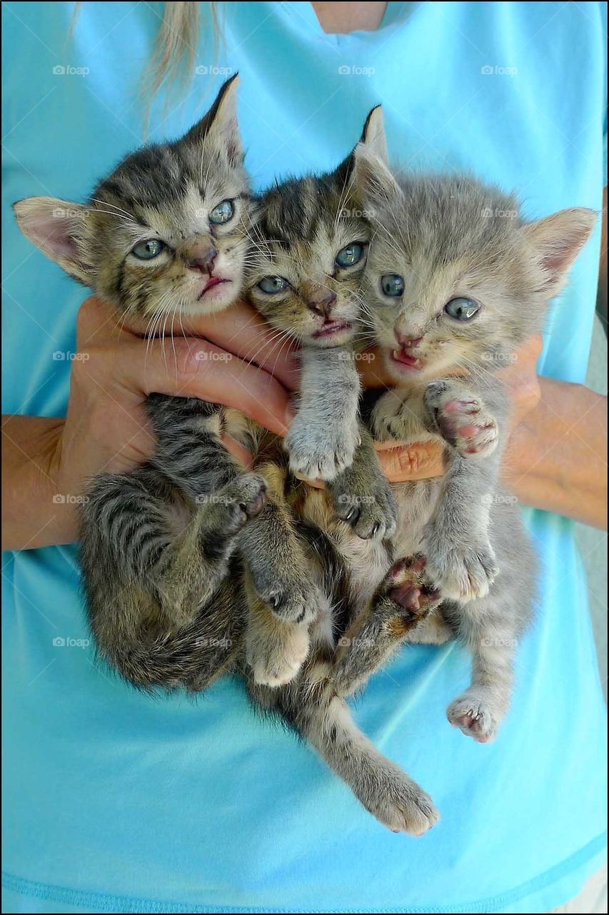 Kitten trio