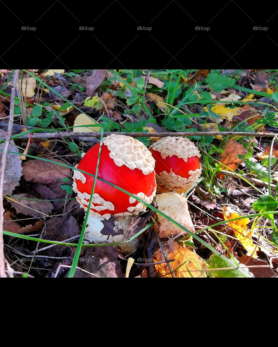 Forest.  Red fly agarics among foliage