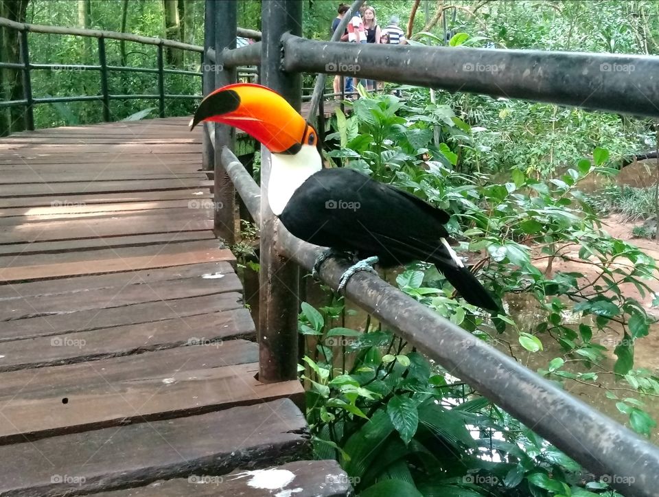 Tucano in the Bird Park in Foz do Iguaçú, Brazil.