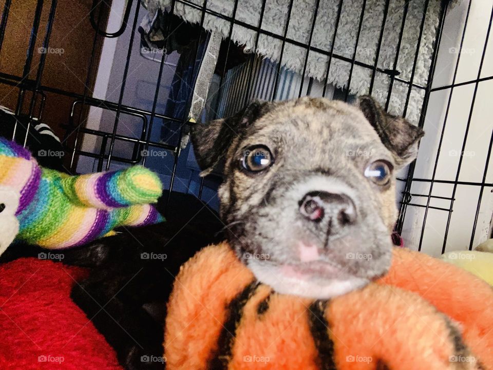 This is our new Staffordshire Bull Terrier called Stella. Stella is now just over 9 weeks old and we have now had Stella 1 week today (18/12/21). She’s the cutest little pupster going! Of course I’m biased! 🥰