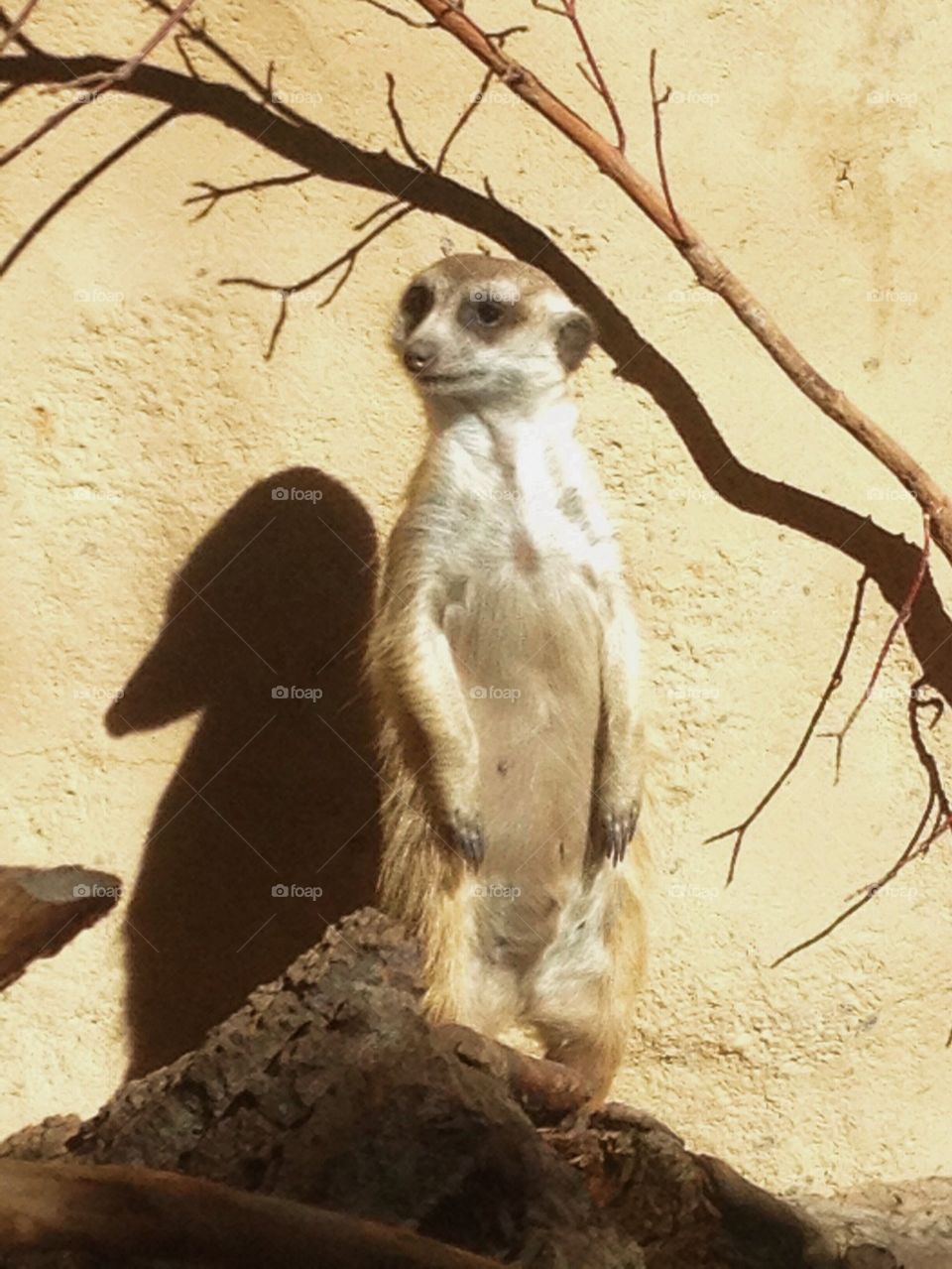 Standing Meerkat