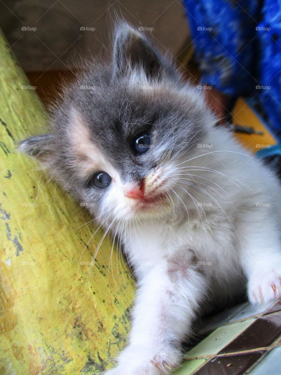 Cute kitten sitting relaxed in the yard