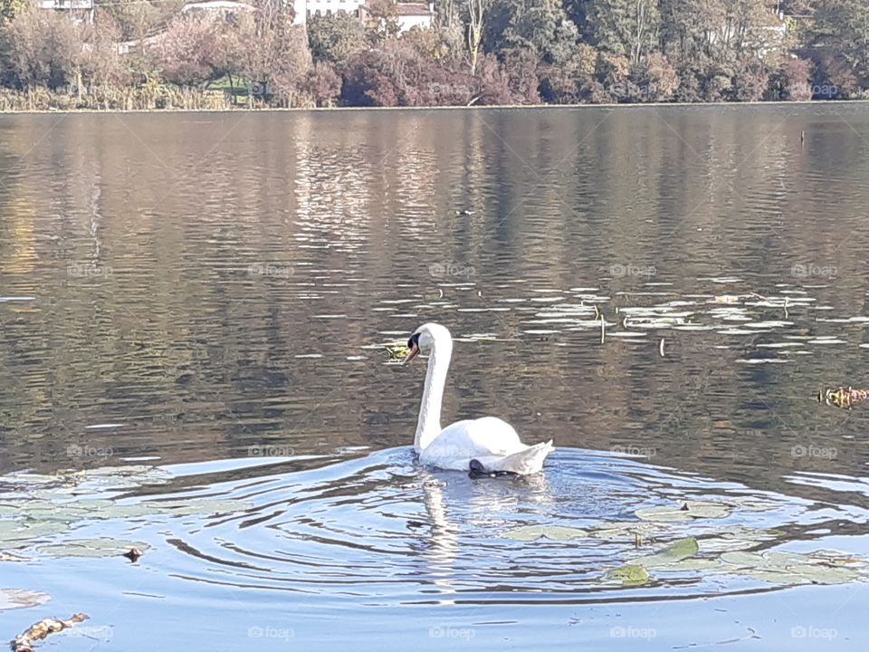 a swan swimming in the lake in a autumn day