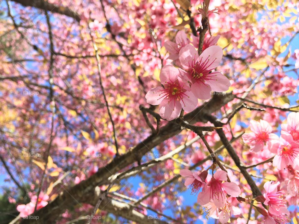 Pink cherry blossoms with branches 