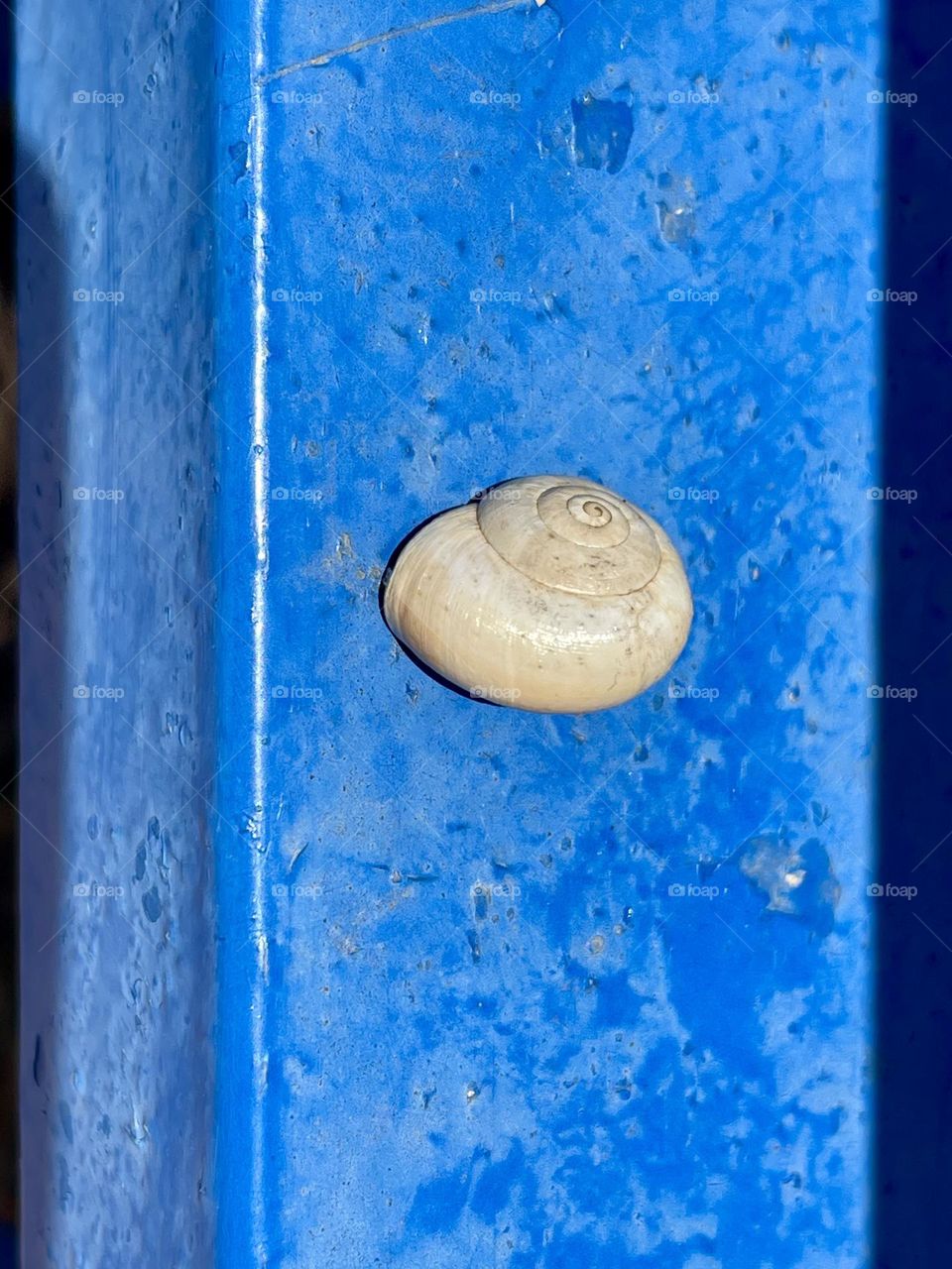 snail with white shell on blue painted metal surface