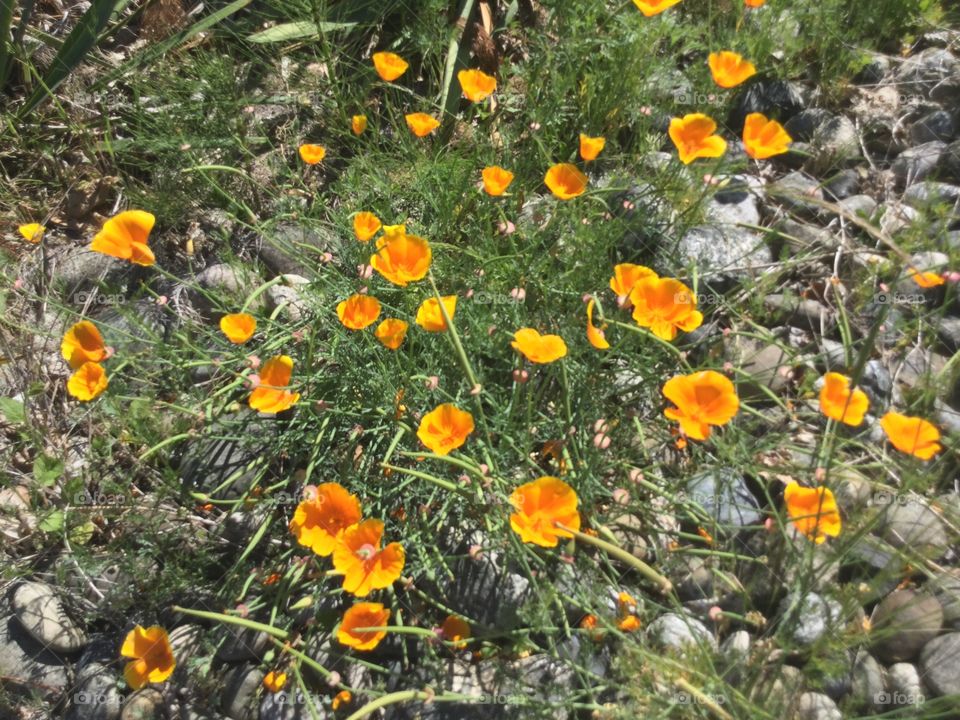 California Poppies in a Garden 