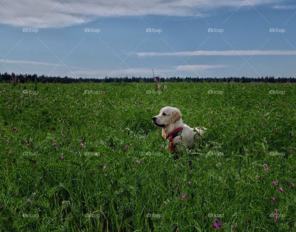 Went for a walk with my dog. He had a lot of fun running at that field. 