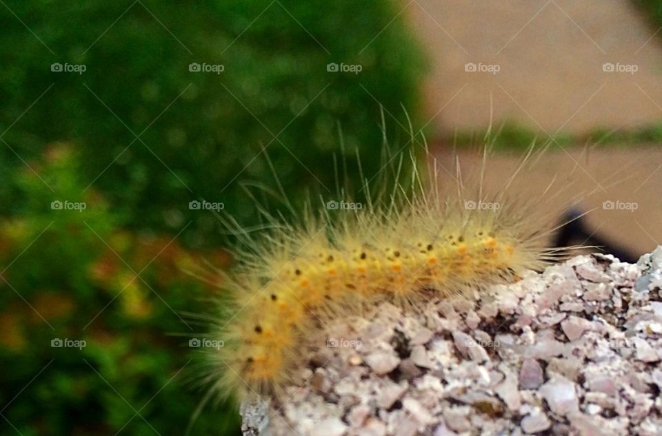 Yellow caterpillar 