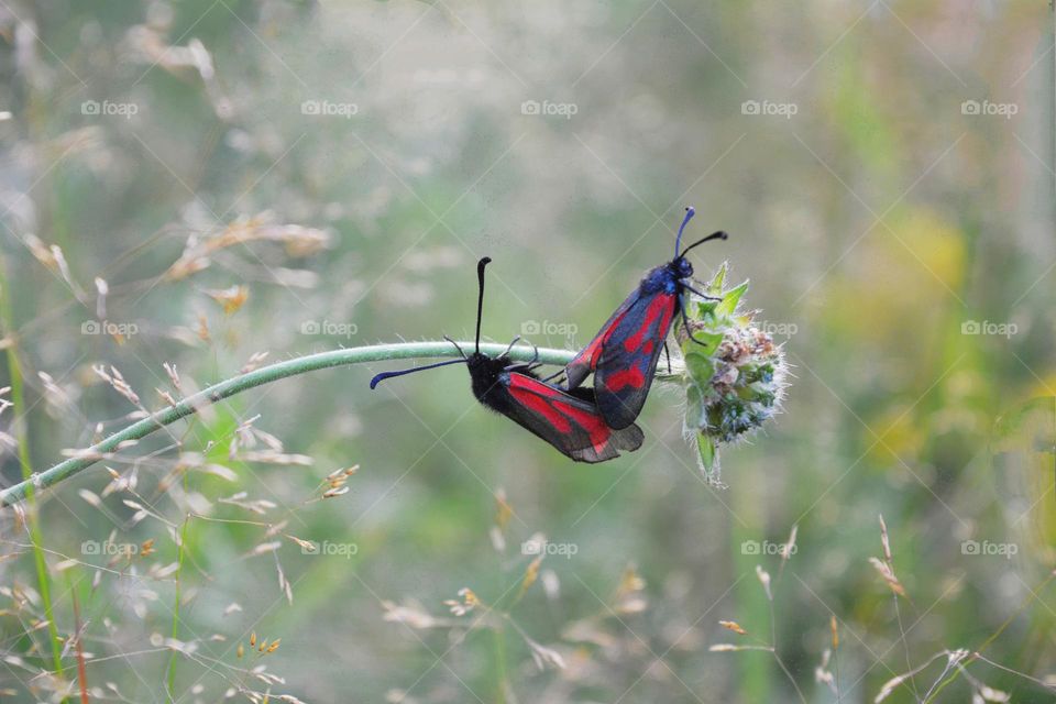 two butterflies love in green grass view from the ground