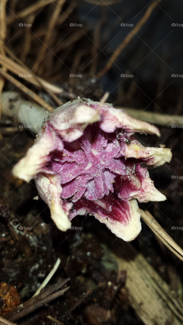 Rare Cast Iron Plant Underground Flower